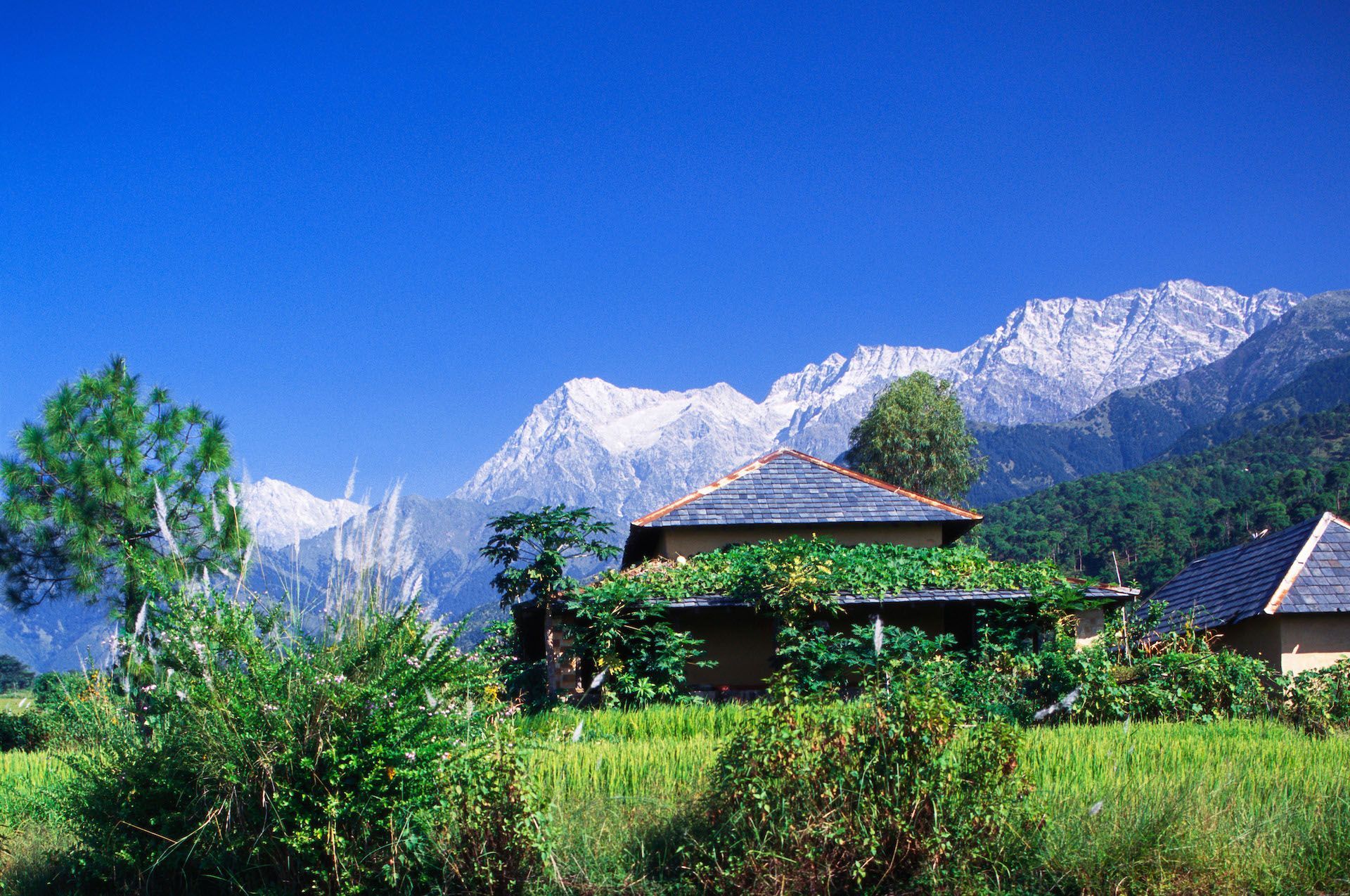 Tea gardens in Palampur