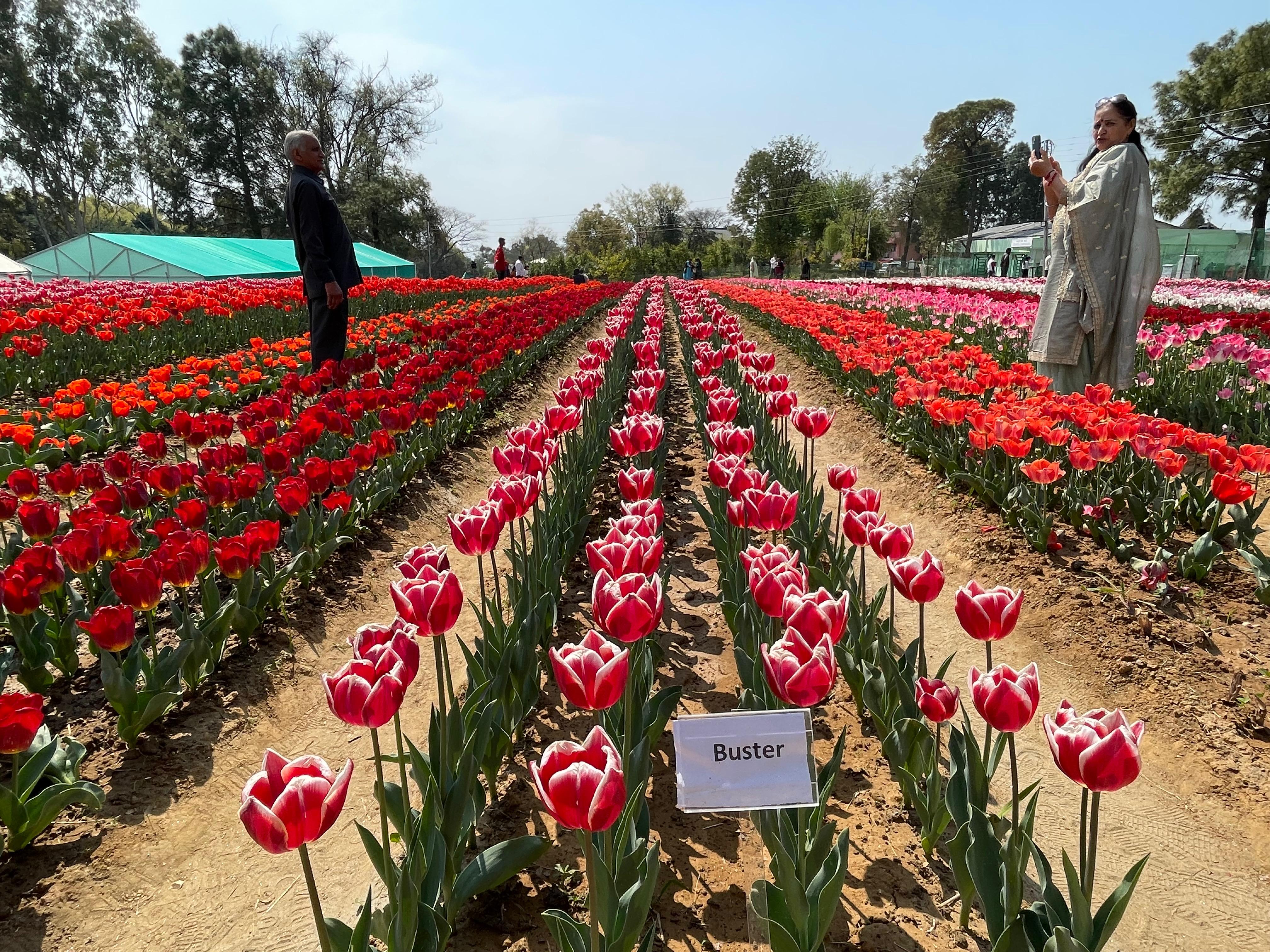 Tulip Garden, Palampur
